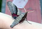 Big Poplar Sphinx