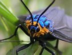 Virginia Ctenucha