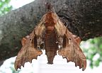 Blinded Sphinx Moth
