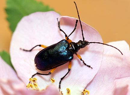 Pseudogaurotina cressoni on wildrose