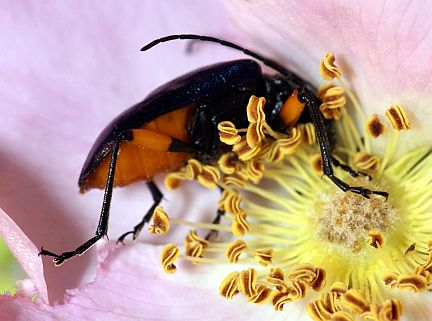 Pseudogaurotina cressoni on wildrose