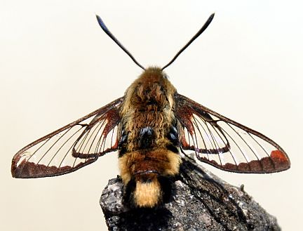 Snowberry Clearwing