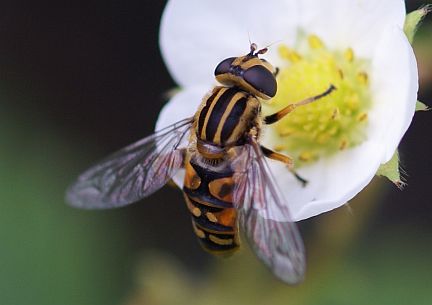 Flower Fly - Helophilus species