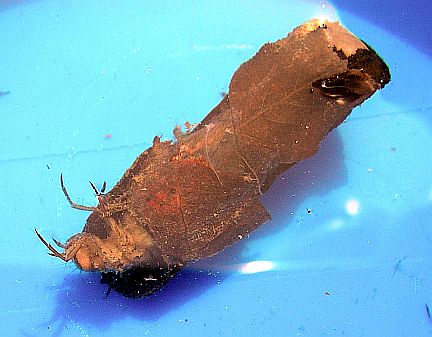 Caddisfly Larva with a case built from leaves.