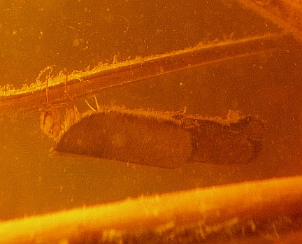 Caddisfly Larva with a leaf case in it's natural marsh environment.