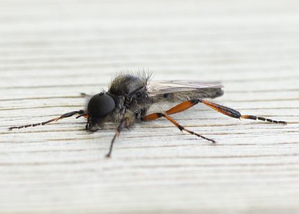 March Fly - side view