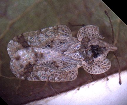 Lace Bug - this one is showing some wear. (28X Magnification)