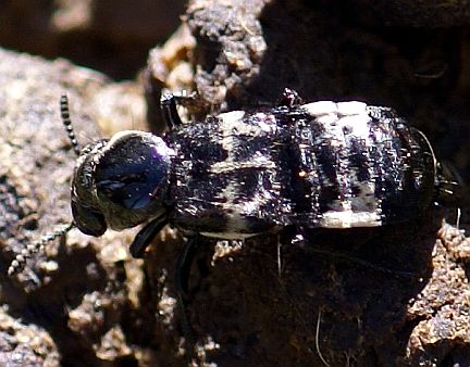 Hairy Rove Beetle