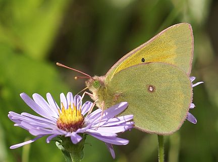 Christina's Sulphur