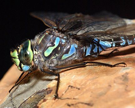 Lake Darner