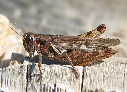Bruner's Spur-throated Grasshopper - adult