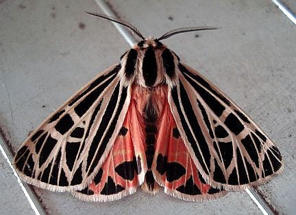 Virgin Tiger Moth