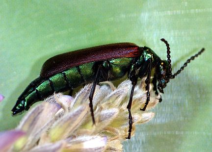 Nuttall's Blister Beetle