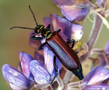 Nuttall's Blister Beetle on Flexile Lupine