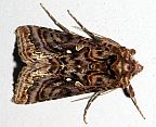 Wavy Chestnut