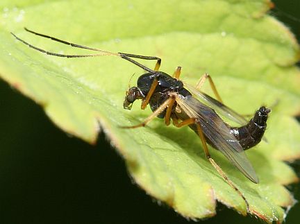 D. rufipes - female