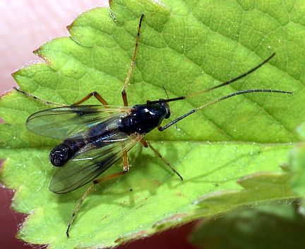 D. rufipes - female dorsal view