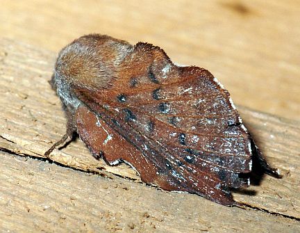 Lappet Moth