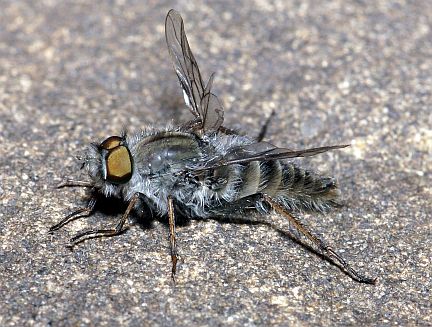 Stiletto Fly - this one has a deformed wing.