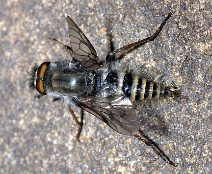Stiletto Fly - top view - note deformed wing sticking up