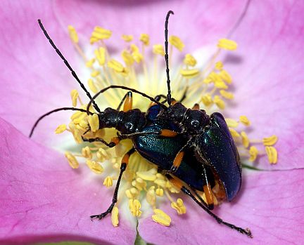 Pseudogaurotina cressoni - male and female on wildrose