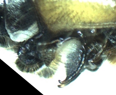 Boreal Whiteface - male hamules - magnified ~30X