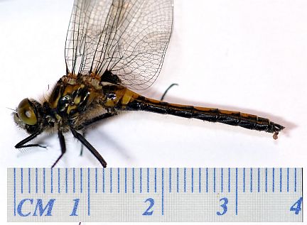 Boreal Whiteface - immature male