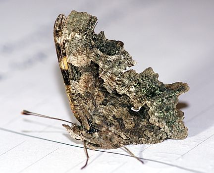 Green Comma