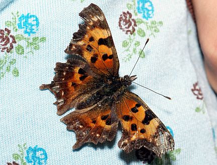 Green Comma