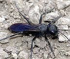 Podalonia sp.