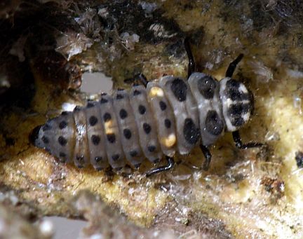 Ladybug Larva