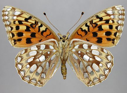 Zerene Fritillary - female ventral