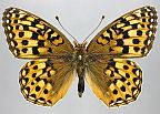 Zerene Fritillary