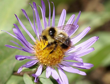 Bombus frigidus
