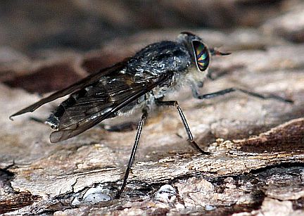 Horsefly