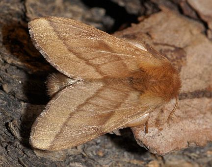 Forest Tent Caterpillar Moth - dorsal view