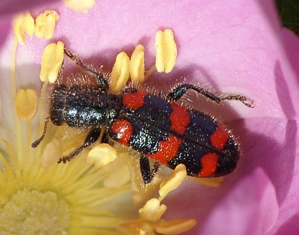 Nuttall's Checkered Beetle - on Wildrose