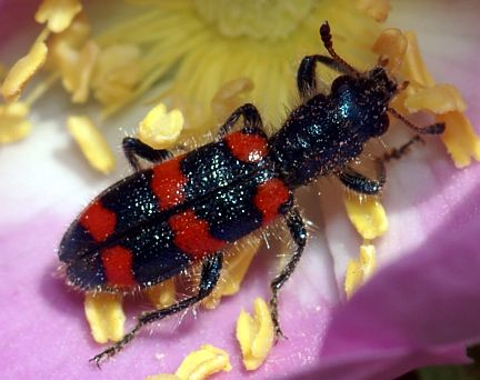 Nuttall's Checkered Beetle