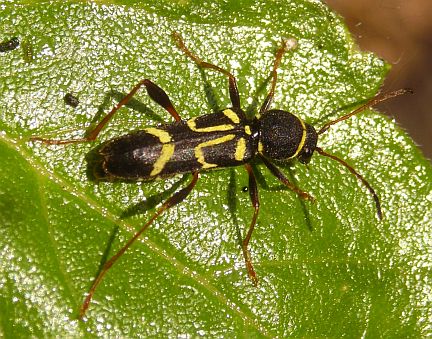 Clytus ruricola