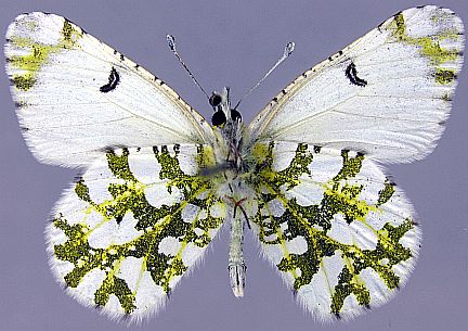Large Marble - male ventral