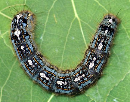Forest Tent Caterpillar - mature larva