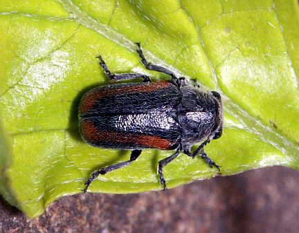 Short-Horned Leaf Beetle