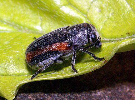 Short-Horned Leaf Beetle
