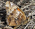 Variegated Fritillary