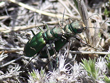 Cowpath Tiger Beetle - green color morph
