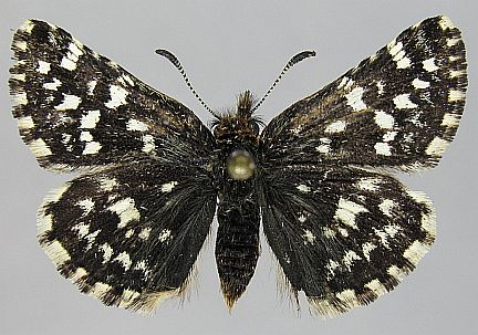 Two-banded Checkered Skipper - dorsal