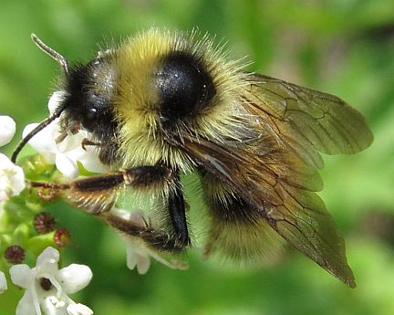 Bombus fernaldae
