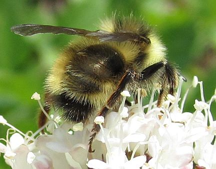 Bombus fernaldae