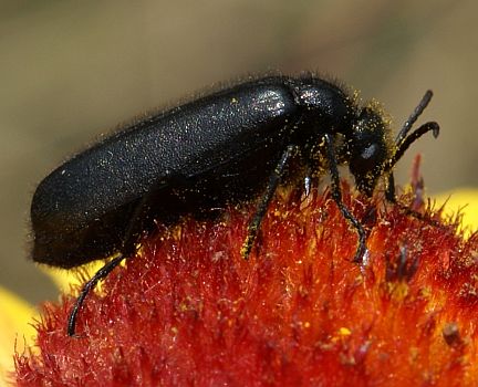 Black Blister Beetle