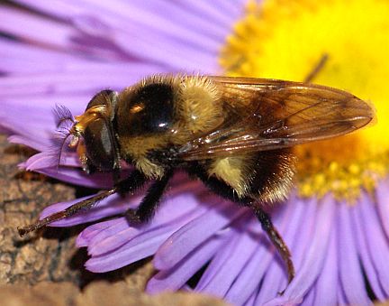 Volucella bombylans
